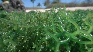 podiumnews.com-Nilai Ekspor Rumput Laut Hingga Oktober Capai USD177,99 Juta